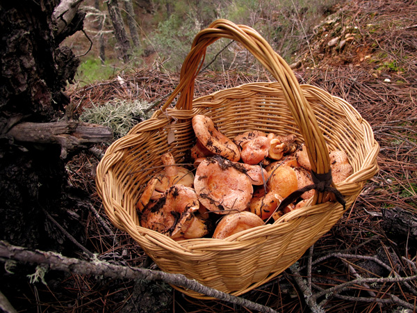 Most species of mushrooms