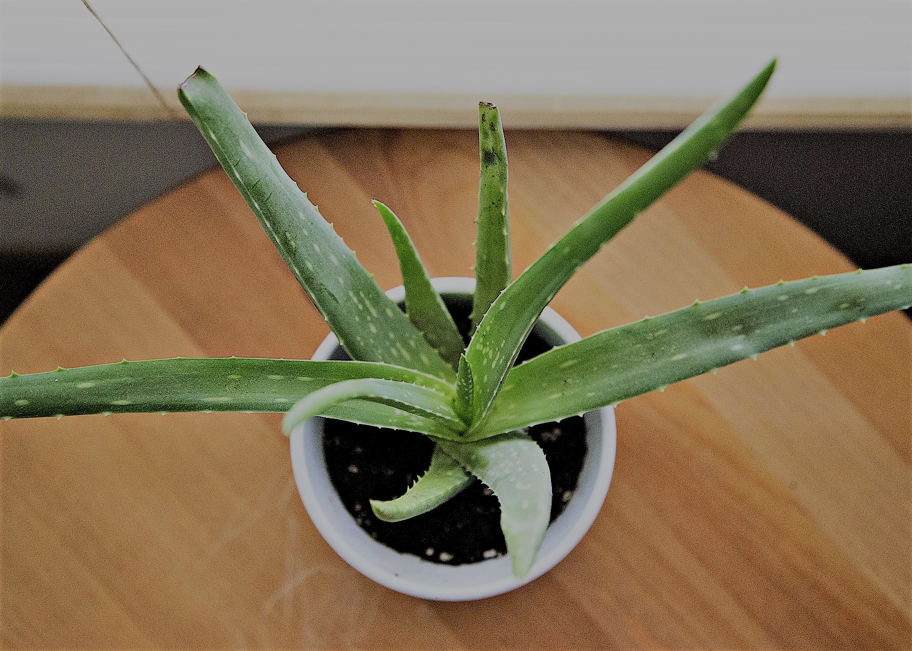 Aloe Vera: ‘Pharmacy in a pot’